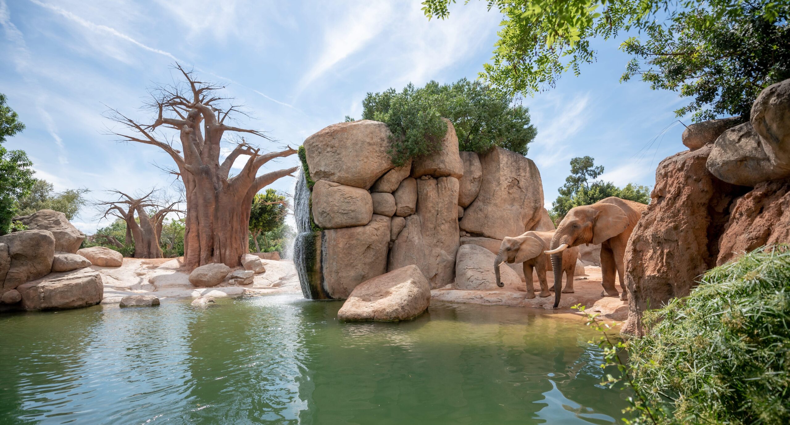 Olifanten in het Bioparc van Valencia